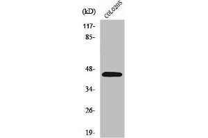 Western Blot analysis of COLO205 cells using PKR1 Polyclonal Antibody (Prokineticin Receptor 1 Antikörper  (N-Term))