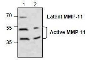 AP26350PU-N: Western blot analysis of MMP-11 in Jurkat cell lysate (Lane 1 & 2). (MMP11 Antikörper)