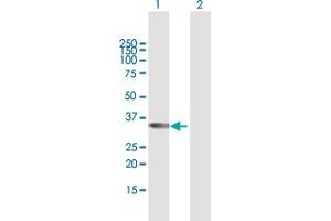 Western Blot analysis of TBX20 expression in transfected 293T cell line by TBX20 MaxPab polyclonal antibody. (TBX20 Antikörper  (AA 1-297))