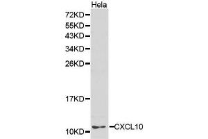 Western Blotting (WB) image for anti-Chemokine (C-X-C Motif) Ligand 10 (CXCL10) (AA 20-98) antibody (ABIN6218547) (CXCL10 Antikörper  (AA 20-98))