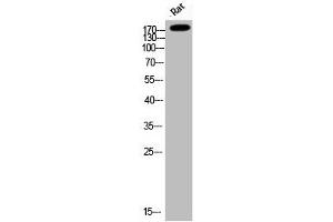 Western Blot analysis of Rat cells using Phospho-IRS-1 (S794) Polyclonal Antibody (IRS1 Antikörper  (pSer794))