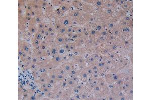 Used in DAB staining on fromalin fixed paraffin- embedded liver tissue (GP2 Antikörper  (AA 307-512))