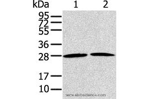 Western blot analysis of NIH/3T3 and A431 cell, using RRAS2 Polyclonal Antibody at dilution of 1:200 (RRAS2 Antikörper)