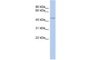 WB Suggested Anti-SIRT7 Antibody Titration:  0. (SIRT7 Antikörper  (Middle Region))