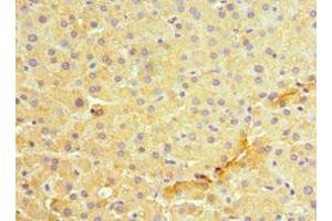 Immunohistochemistry of paraffin-embedded human liver tissue using ABIN7159417 at dilution of 1:100 (MANF Antikörper  (AA 25-182))