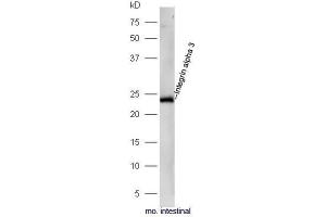 Mouse intestinal lysates probed with Rabbit Anti-Integrin alpha 3 Polyclonal Antibody, Unconjugated  at 1:5000 for 90 min at 37˚C. (ITGA3 Antikörper  (AA 976-1025))