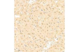 Immunohistochemistry of paraffin embedded mouse liver using RAPGEF5 (ABIN7075365) at dilution of 1:700 (300x lens) (GFR Antikörper)