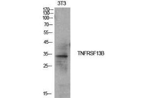 Western Blot (WB) analysis of NIH-3T3 cells using CD267 Polyclonal Antibody.