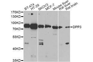 Western blot analysis of extracts of various cell lines, using DPP3 antibody (ABIN6292042) at 1:1000 dilution. (DPP3 Antikörper)