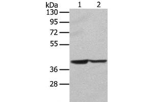 Syntaxin 16 Antikörper