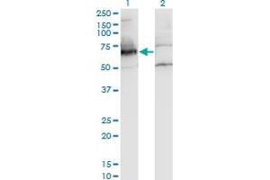 Western Blot analysis of NXF2 expression in transfected 293T cell line by NXF2 monoclonal antibody (M01A), clone 4F5-3A2. (NXF2 Antikörper  (AA 1-626))