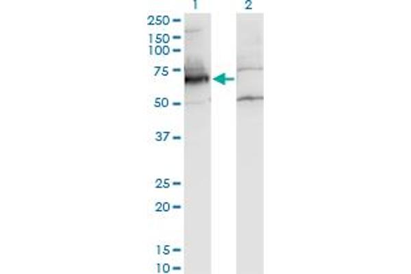 NXF2 Antikörper  (AA 1-626)
