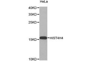 Western blot analysis of extracts of HeLa cell line, using HIST4H4 antibody. (Histone H4 Antikörper)