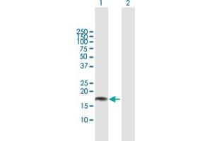 Western Blot analysis of CLDN1 expression in transfected 293T cell line by CLDN1 MaxPab polyclonal antibody. (Claudin 1 Antikörper  (AA 1-211))