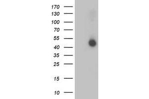 AP2M1 antibody  (AA 97-383)