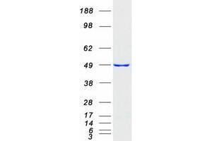 Validation with Western Blot (ETF1 Protein (Myc-DYKDDDDK Tag))