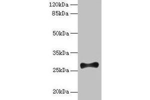 Western blot All lanes: FGF13 antibody at 12 μg/mL + Mouse brain tissue Secondary Goat polyclonal to rabbit IgG at 1/10000 dilution Predicted band size: 28, 22, 29, 23, 26 kDa Observed band size: 28 kDa
