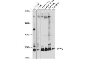 Western blot analysis of extracts of various cell lines, using DPP antibody (ABIN7266743) at 1:1000 dilution. (DPPA2 Antikörper  (AA 1-200))