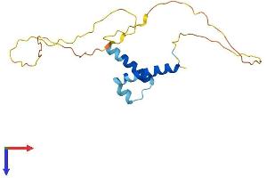 HES3 Protein (AA 1-175) (His tag)