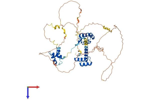 PAX7 Protein (AA 1-503) (His tag)