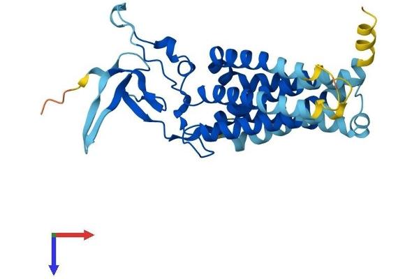 JKAMP Protein (AA 1-311) (His tag)