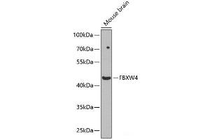 Western blot analysis of extracts of Mouse brain using FBXW4 Polyclonal Antibody at dilution of 1:1000. (FBXW4 Antikörper)