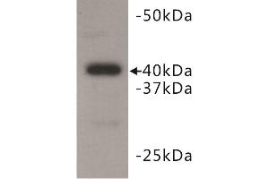 Western Blotting (WB) image for anti-BMI1 Polycomb Ring Finger Oncogene (BMI1) antibody (ABIN1854963) (BMI1 Antikörper)