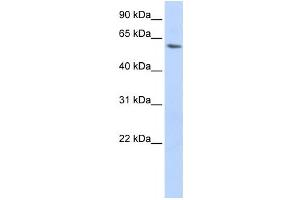 Western Blotting (WB) image for anti-LSM14A, SCD6 Homolog A (LSM14A) antibody (ABIN2459875) (LSM14A Antikörper)