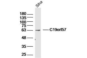 Siha lysates probed with C19orf57 Polyclonal Antibody, Unconjugated  at 1:300 dilution and 4˚C overnight incubation. (C19ORF57 Antikörper  (AA 1-100))