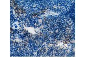 IHC-P analysis of Mouse Spleen Tissue, with DAB staining. (CD55 Antikörper  (AA 47-286))