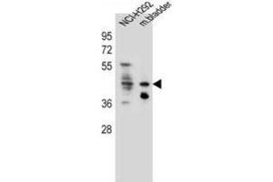 Western Blotting (WB) image for anti-Growth Hormone Secretagogue Receptor (GHSR) antibody (ABIN2996415) (GHSR Antikörper)