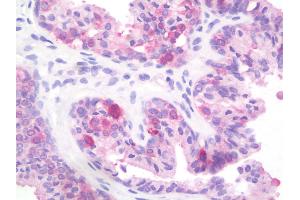 Anti-PTPRD / RPTP-Delta antibody IHC staining of human prostate. (PTPRD Antikörper  (AA 343-371))