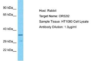 Host: Rabbit Target Name: OR52I2 Sample Type: HT1080 Whole Cell lysates Antibody Dilution: 1. (OR52I2 Antikörper  (N-Term))