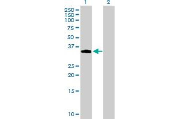 NDFIP2 Antikörper  (AA 1-242)