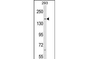 SAFB Antibody (N-term) (ABIN1539521 and ABIN2848987) western blot analysis in 293 cell line lysates (35 μg/lane). (SAFB Antikörper  (N-Term))