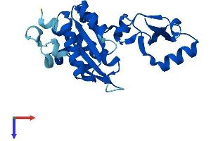 POLR2E Protein (AA 1-210) (His tag)
