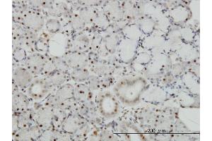 Immunoperoxidase of monoclonal antibody to TRAF4 on formalin-fixed paraffin-embedded human salivary gland. (TRAF4 Antikörper  (AA 371-470))