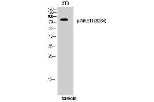 Western Blotting (WB) image for anti-MRE11 Meiotic Recombination 11 Homolog A (S. Cerevisiae) (MRE11A) (pSer264) antibody (ABIN3182290) (Mre11 Antikörper  (pSer264))