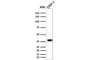 Western Blot Analysis of THP-1 cell lysate using PU. (SPI1 Antikörper  (AA 16-170))