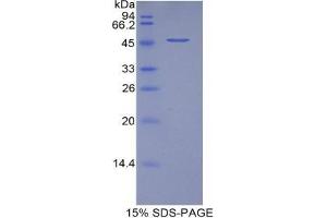 SDS-PAGE analysis of Pig VEGFA Protein. (VEGFA Protein)