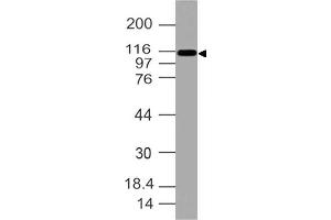 Image no. 1 for anti-Integrin, alpha X (Complement Component 3 Receptor 4 Subunit) (ITGAX) (AA 620-835) antibody (ABIN5027084) (CD11c Antikörper  (AA 620-835))