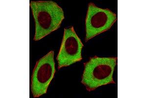 Fluorescent image of  cells stained with YWHAZ Antibody (ABIN1882058 and ABIN2838497). (14-3-3 zeta Antikörper)