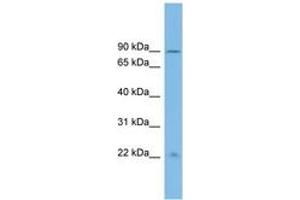 Image no. 1 for anti-Ankyrin Repeat Domain 5 (ANKRD5) (AA 611-660) antibody (ABIN6745172) (ANKRD5 Antikörper  (AA 611-660))