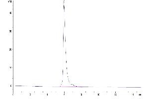 The purity of Human ALCAM is greater than 95 % as determined by SEC-HPLC. (CD166 Protein (AA 28-526) (Fc Tag))