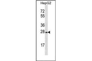 Western Blotting (WB) image for anti-Olfactory Receptor, Family 8, Subfamily B, Member 12 (OR8B12) (AA 278-307), (C-Term) antibody (ABIN953892)