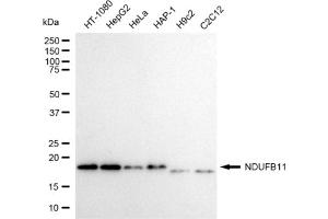 Western blotting analysis using NDUFB11 antibody (ABIN7799548).