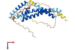 TMEM65 Protein (AA 1-240) (His tag)