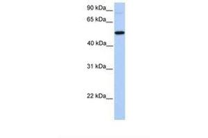 Image no. 1 for anti-UDP-N-Acetyl-alpha-D-Galactosamine:polypeptide N-Acetylgalactosaminyltransferase 13 (GalNAc-T13) (GALNT13) (AA 31-80) antibody (ABIN6739469) (GALNT13 Antikörper  (AA 31-80))