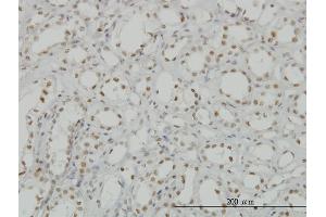 Immunoperoxidase of monoclonal antibody to CDKL1 on formalin-fixed paraffin-embedded human kidney. (CDKL1 Antikörper  (AA 259-358))