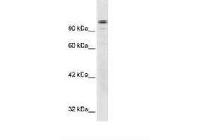 Image no. 3 for anti-General Transcription Factor III (GTF2I) (AA 208-257) antibody (ABIN6735929) (GTF2I Antikörper  (AA 208-257))